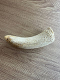 Cow Horn Marrow