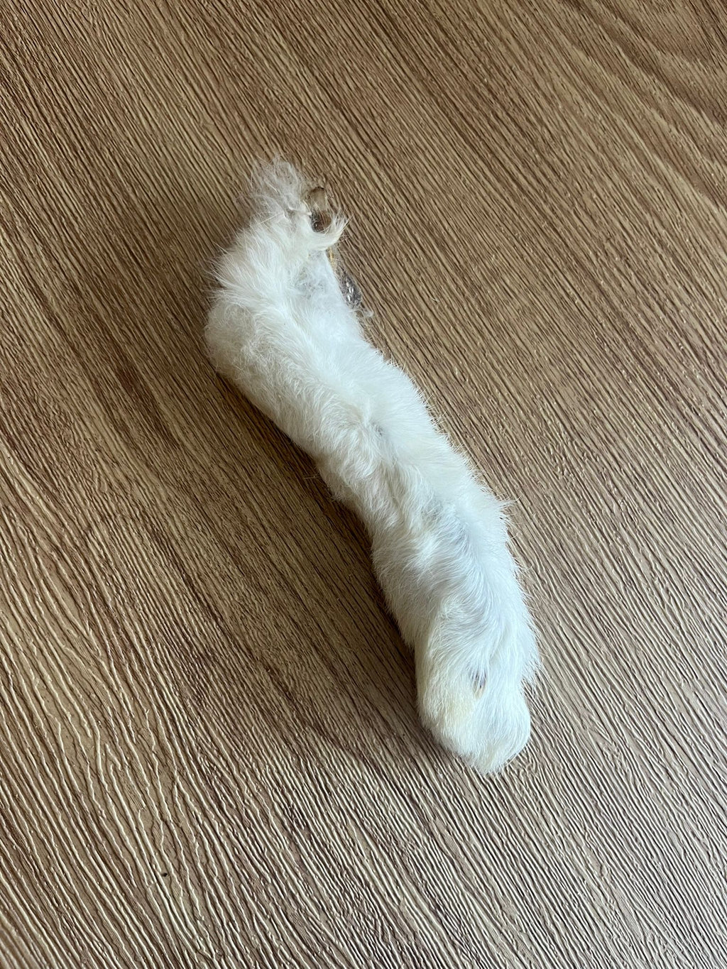 Hairy Rabbit Feet