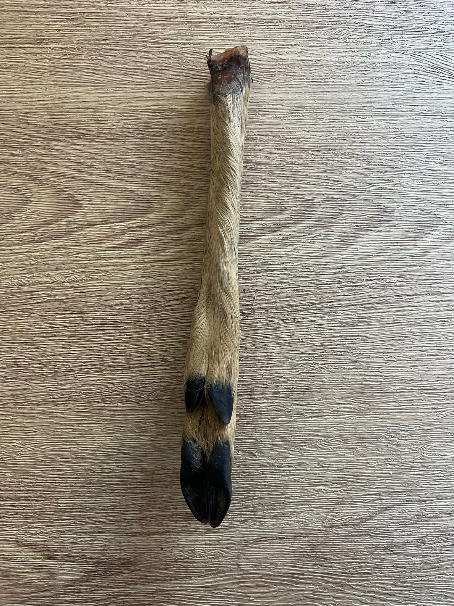 Hairy Roe Deer Leg