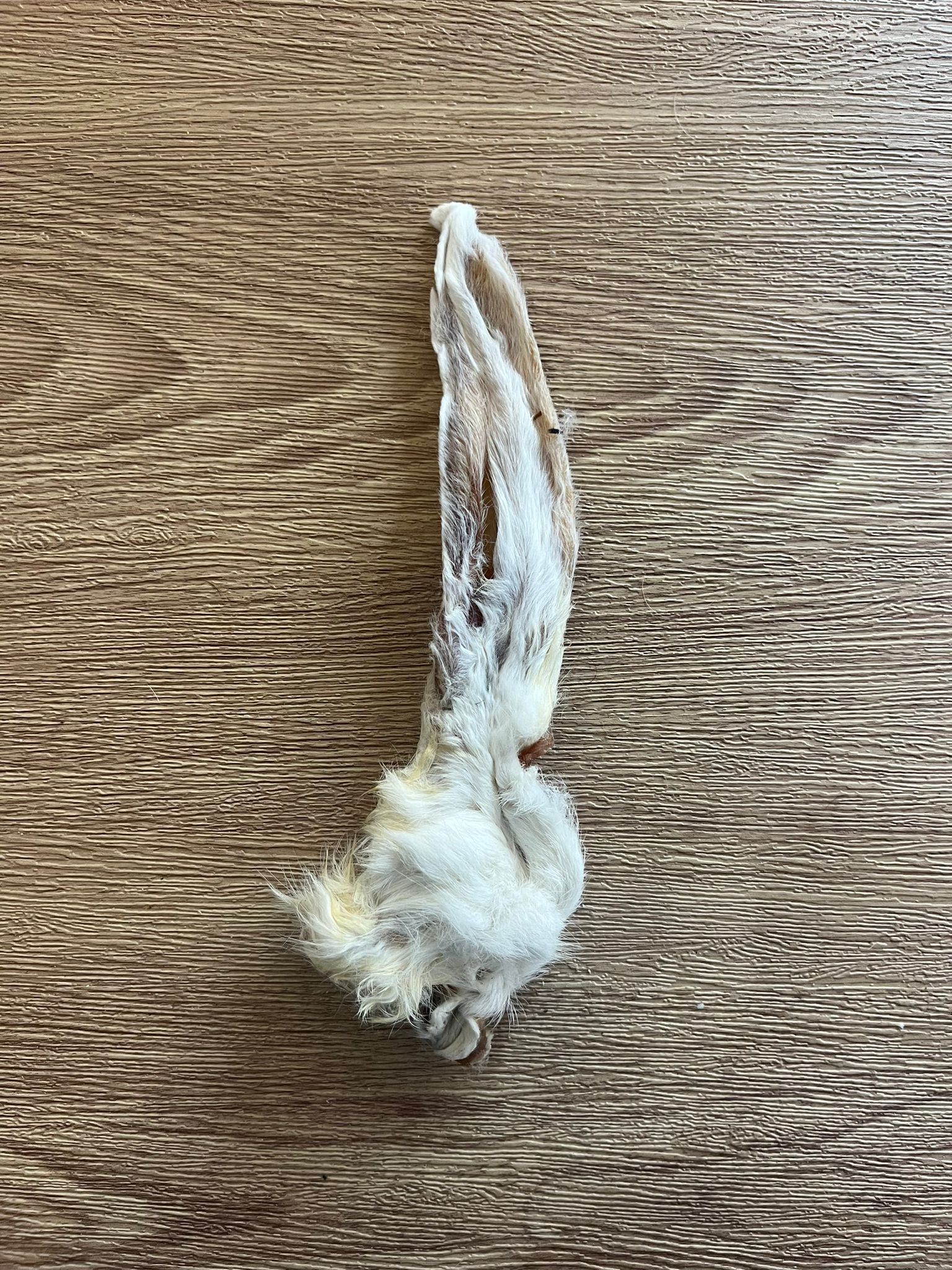 Hairy Rabbit Ears