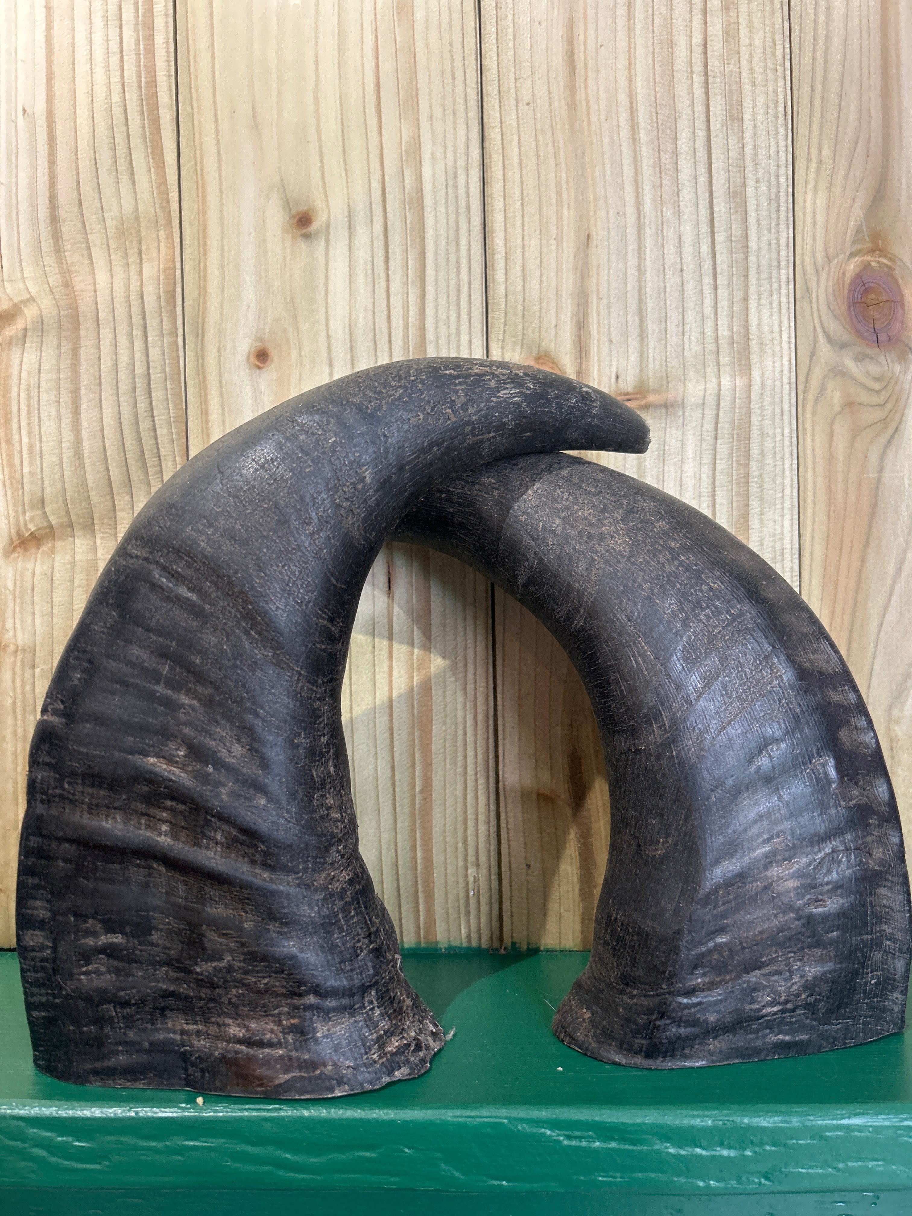 Buffalo Horn