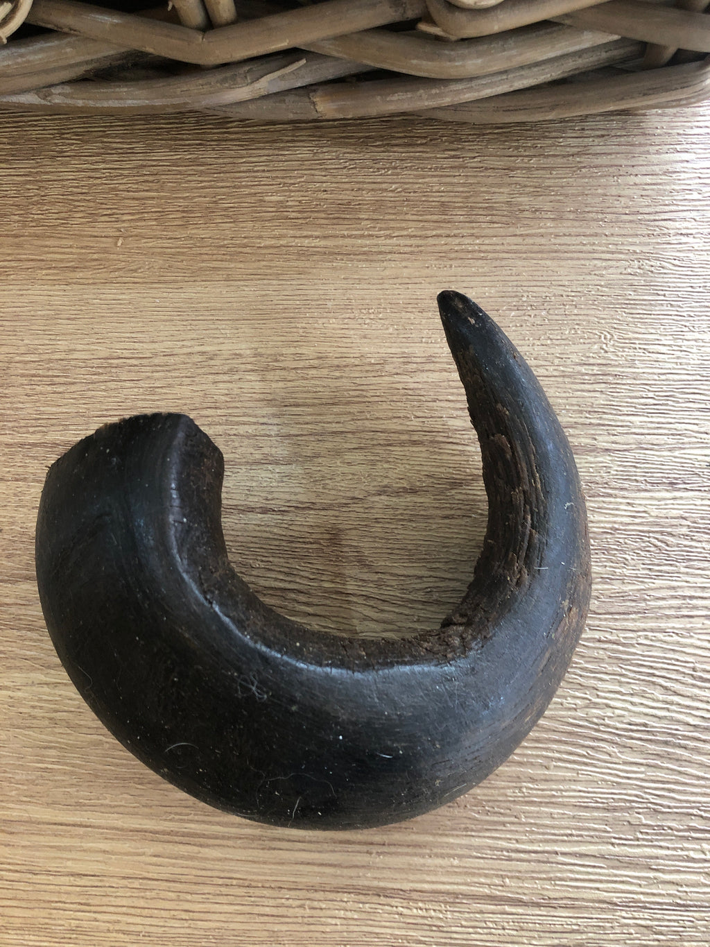 Buffalo Horn