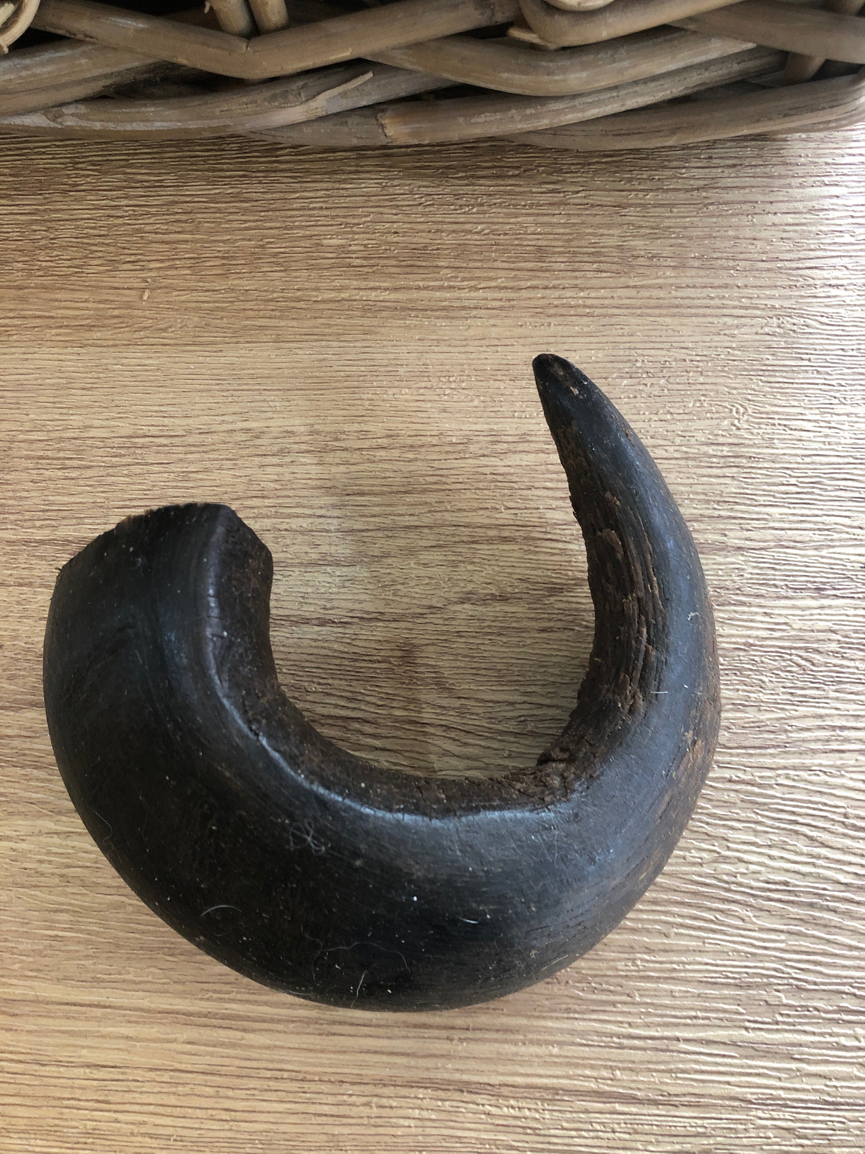 Buffalo Horn